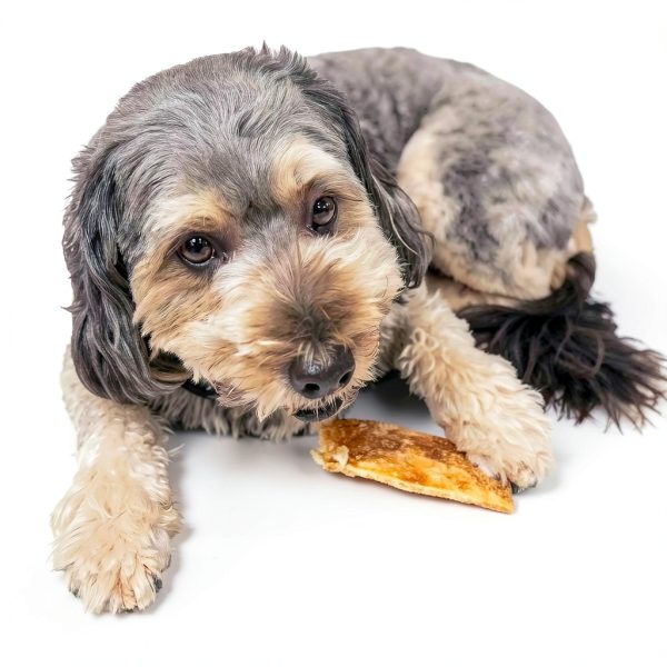 Fieldcrest Farms Nothin to Hide Flip Chips Dog Chews - Natural Rawhide Alternative Treats for Dogs, Collagen Based Snack for Moderate Chewers Up to 35lbs, Chicken Flavor - 2 Packs (16 Chips)-10