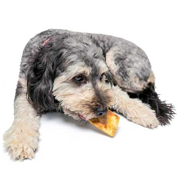 Fieldcrest Farms Nothin to Hide Flip Chips Dog Chews - Natural Rawhide Alternative Treats for Dogs, Collagen Based Snack for Moderate Chewers Up to 35lbs, Chicken Flavor - 2 Packs (16 Chips)-11